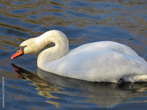 Fototapeta Naklejka Na Ścianę i Meble -  White Swan swimming on the river close-up