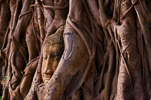 THE ROOTS AROUND THE HEAD OF BUDDHA IMAGE