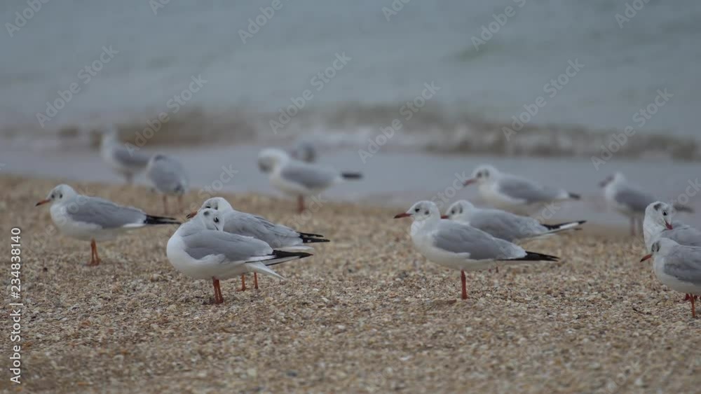 group of seagulls on the sandy seashore group of seagulls on the sandy seashore