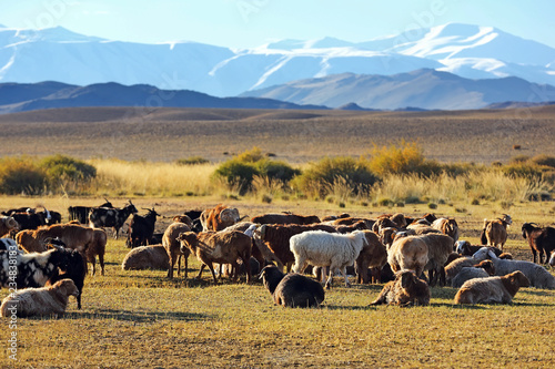 Veiw of flock of sheep and goats grazes in the steppe near the snow mountains in Autumn of Western Mongolia