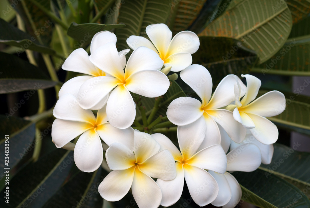 Frangipani Tropical Spa Flower. Plumeria flower on plant Frangipani Tropical Spa Flower. Plumeria flower on plant