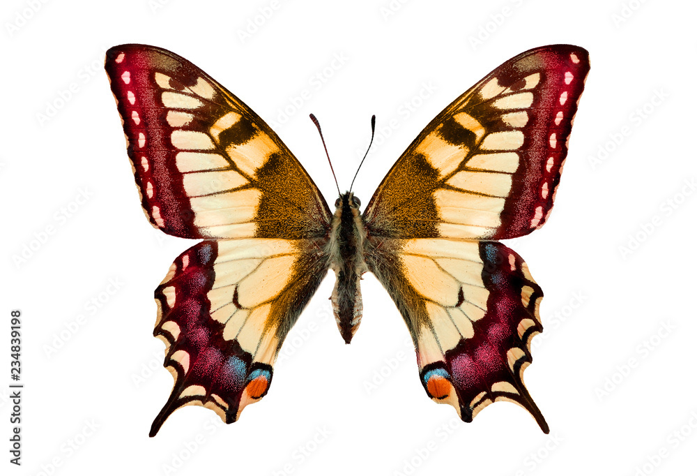 Obraz premium Kolorowy motyl odizolowywający