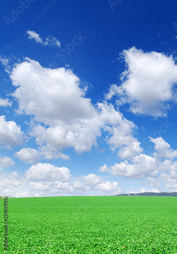 Idyllic view  green field and blue sky with white clouds