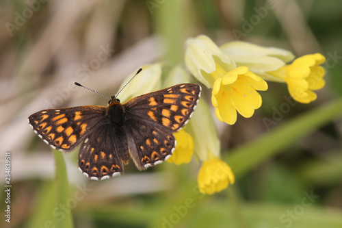 A stunning rare Duke of Burgundy Butterfly (Hamearis lucina) perched on a cowslip flower.