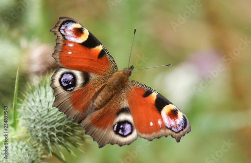 A Peacock Butterfly (Aglais io ) perched and feeding on a thistle flower.
