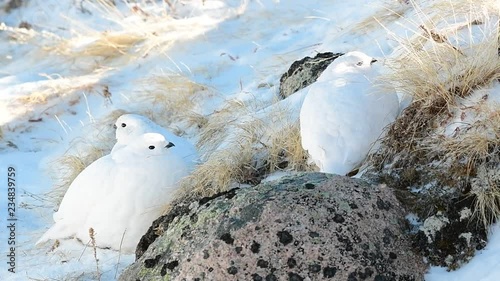 A White-tailed Ptarmigan in White Winter Plumage
