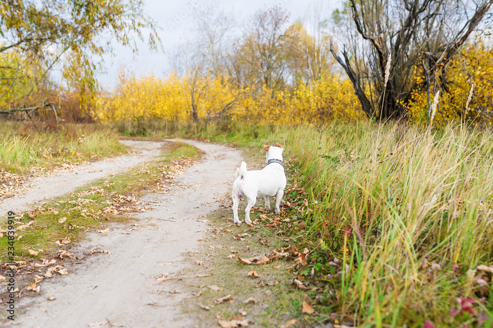 Sweet small dog in a grass field looks afar. Sweet small dog in a grass field looks afar.