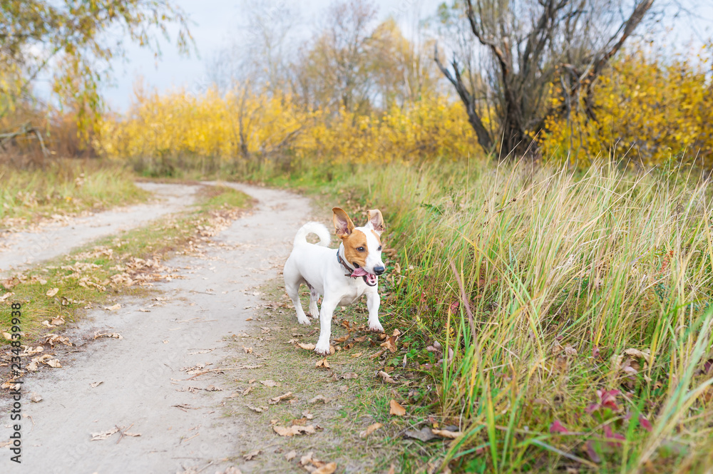 Playful small dog standing on a path in the forest in autumn Playful small dog standing on a path in the forest in autumn