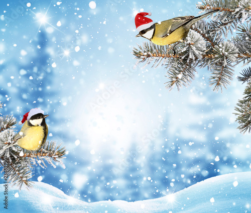 Merry Christmas and happy new year greeting background. Winter landscape with snow .Christmas birds  in red santa hat on fir tree branch photo