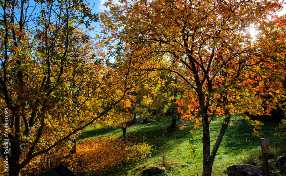 Autumn in the park