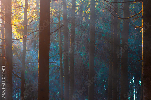 Mystic forest in sunlight. Trees in woodland