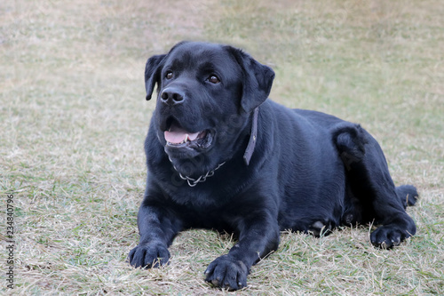 Black Labrador dog looking aggressively