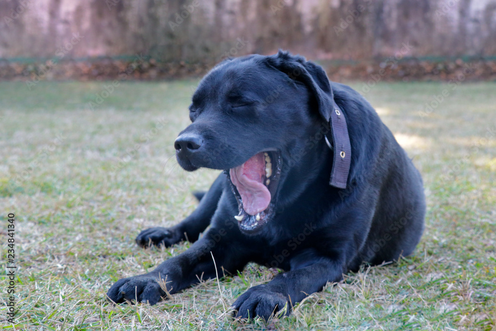 Black labrador dog setting, feel sleepy yawning Black labrador dog setting, feel sleepy yawning