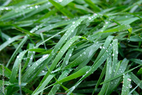 green fresh grass on which drops after rain, bent from heavy rain
