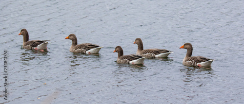 Greylag Geese swim in a line
