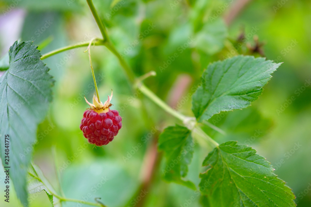raspberries growing in the wild are not garden, forest raspberries raspberries growing in the wild are not garden, forest raspberries