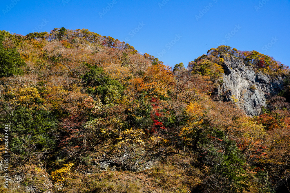 紅葉するカエデ