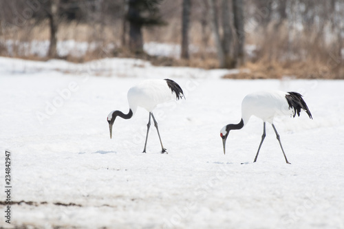 Red-crowned cranes feeding in Tsurui Village of Hokkaido, Japan. photo