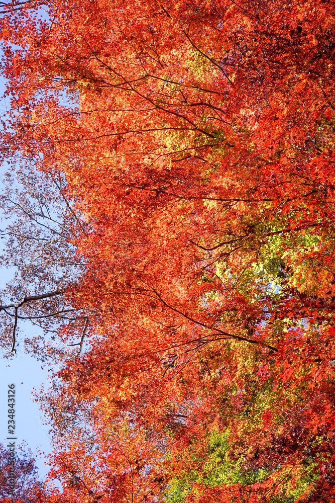 紅葉するカエデ