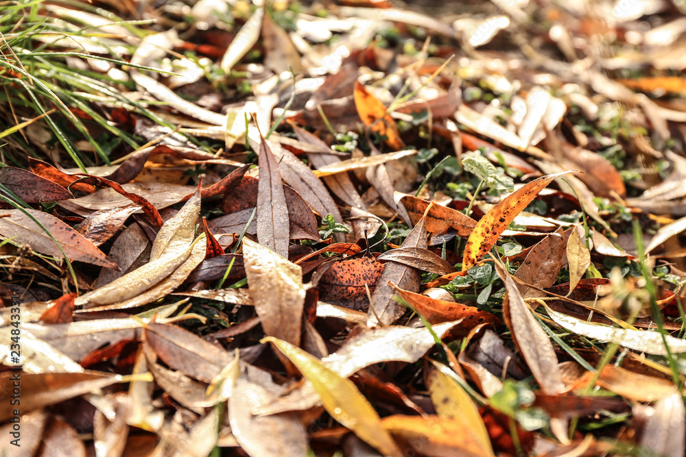 Autumn leaves fallen on ground in park Autumn leaves fallen on ground in park