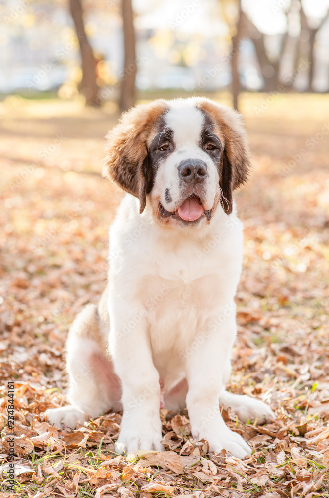 St. Bernard puppy sitting in the autumn park