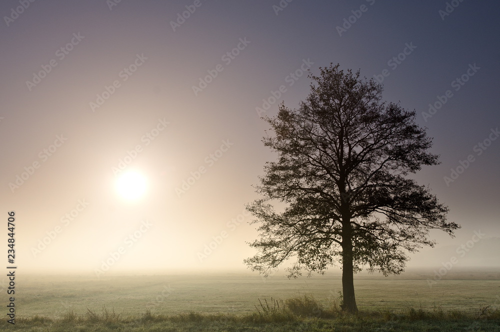 A lonely tree in a early morning mist and with the sun