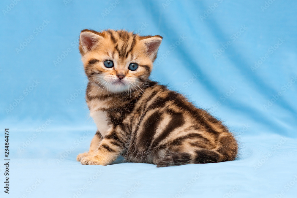 Adorable tabby kitten sitting on a blue background, a small striped British kitten Golden marble color sitting in front of the camera.