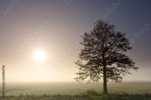 A lonely tree in a early morning mist and with the sun © Mariusz