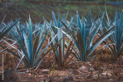 Canvastavla Magueyes