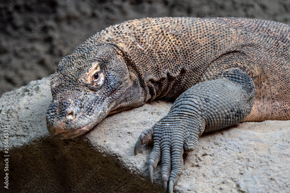 Komodo dragon, Varanus komodoensis. The largest lizard in the world is resting.