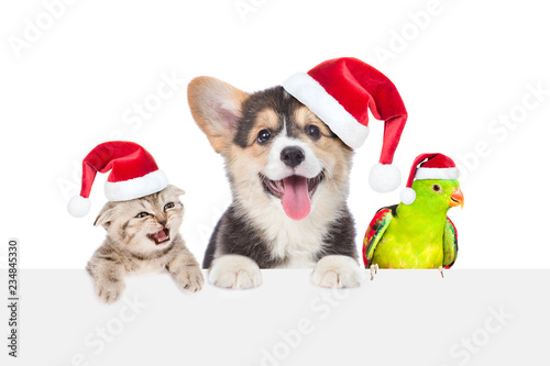 Group of pets in red christmas hats above empty white board. isolated on white background. Empty space for text © Ermolaev Alexandr