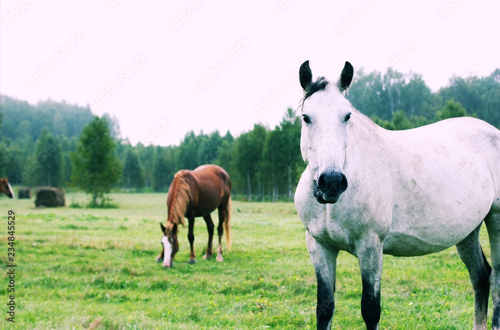 Fototapeta premium horses