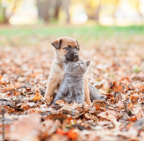 mixed breed puppy hugging a sad kitten on autumn leaves © Ermolaev Alexandr