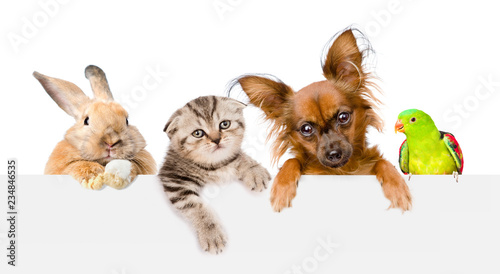 Group of pets  over empty white banner. isolated on white background. Space for text © Ermolaev Alexandr
