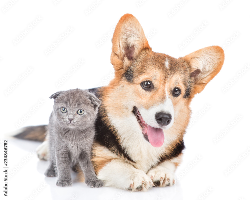 Corgi puppy and tiny kitten looking at camera together. Isolated on white background