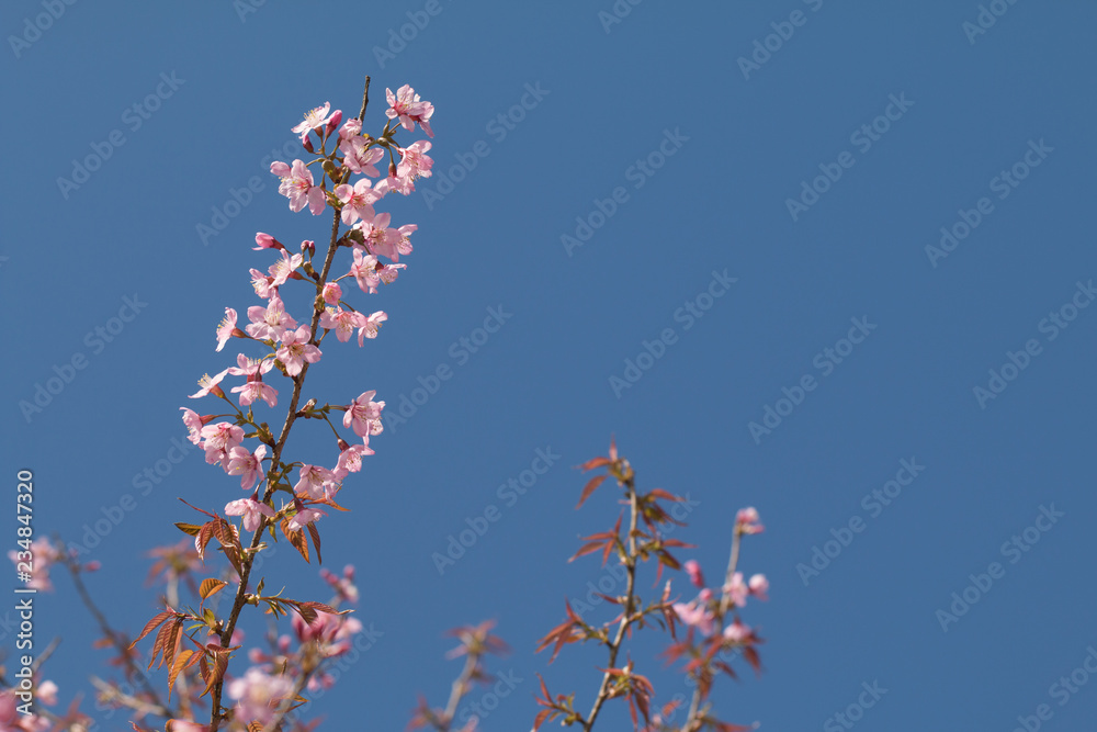 Wild Himalayan Cherry spring blossom with blue sky background Wild Himalayan Cherry spring blossom with blue sky background