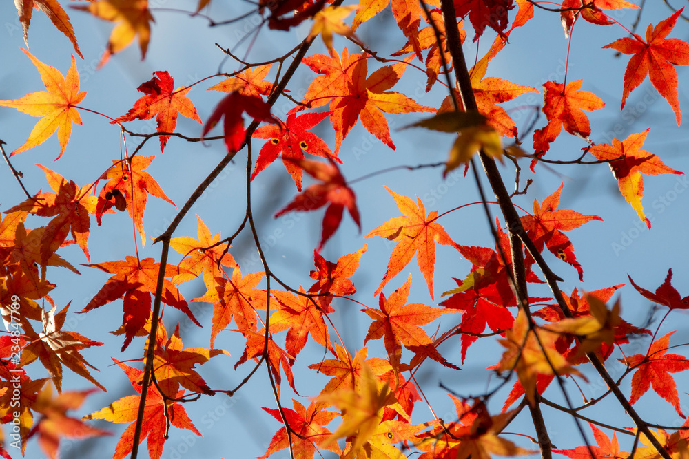 京都ぶらり、鞍馬あたりで見事な紅葉と寒桜 京都ぶらり、鞍馬あたりで見事な紅葉と寒桜