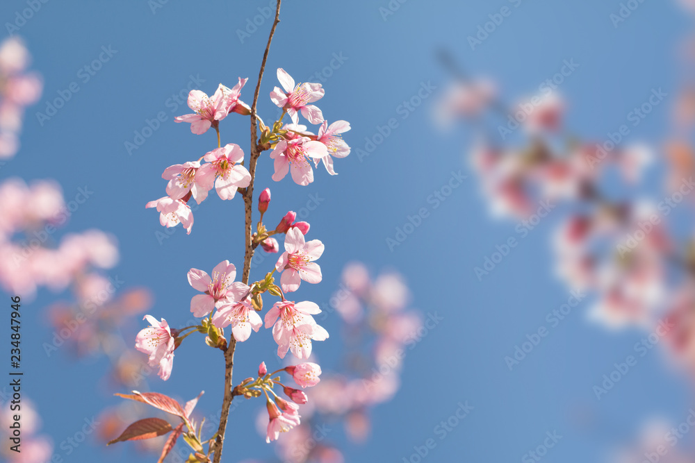 Wild Himalayan Cherry spring blossom with blue sky background Wild Himalayan Cherry spring blossom with blue sky background