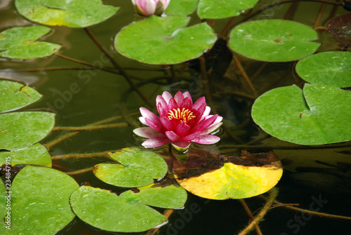 pink water lily in pond