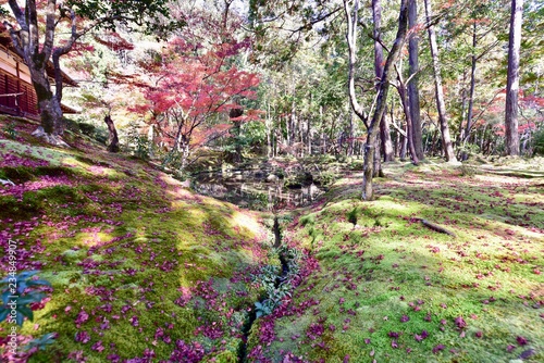 Fototapeta Naklejka Na Ścianę i Meble -  京都の紅葉と苔の苔寺