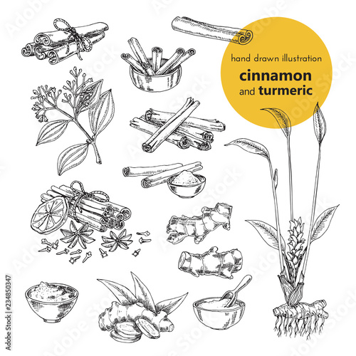 hand drawn vector illustration of herbs and spices. Cinnamon and turmeric. Vintage graphic set illustration of fruits and herbs spices