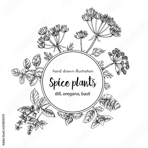 hand drawn vector illustration of herbs and spices. Bay leaf, marjoram and juniper. Vintage graphic set illustration of fruits and herbs spices