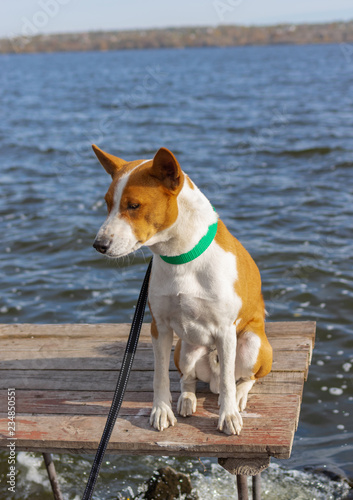 Portrait of brave and curious Basenji dog sitting and relaxing on fishermen wooden table at fall season on Dnipro river, Ukraine