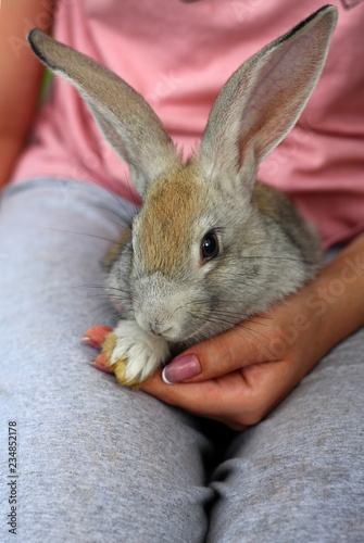 A tiny rabbit sits in the palms of a girl.