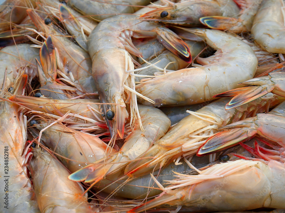 Fresh shrimp, in plastic baskets Fresh shrimp, in plastic baskets