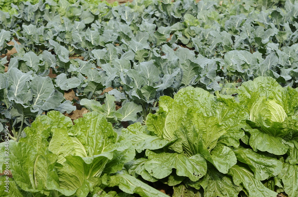 野菜畑　東京