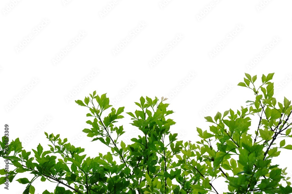 Tropical tree leaves with branches on white isolated background for green foliage backdrop Tropical tree leaves with branches on white isolated background for green foliage backdrop