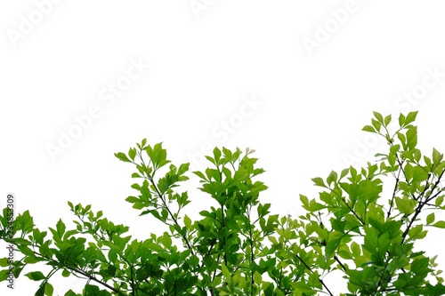 Tropical tree leaves with branches on white isolated background for green foliage backdrop 