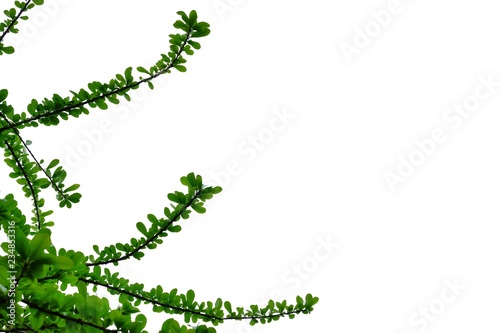 Tree leaves with branches on white isolated background for green foliage backdrop 