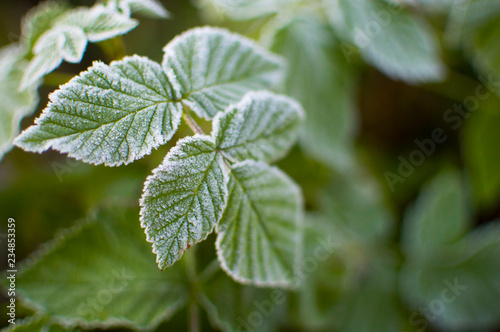first frost and green leaflets